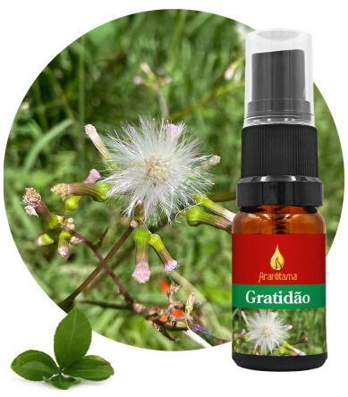 47. Gratefulness Gratidão 10 ml Ararêtama Rainforest Essences