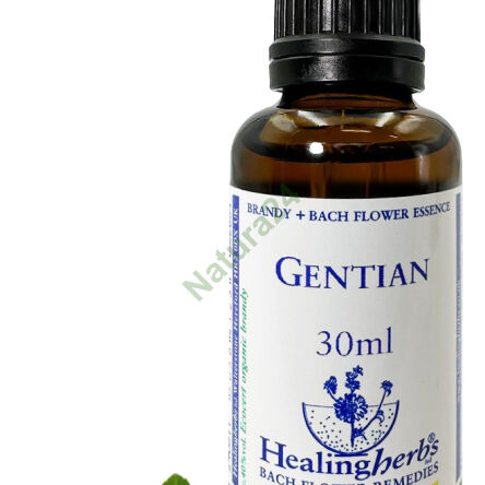 12. GENTIAN / Goryczka gorzkawa 10/30 ml lub globulki 15 g - 3