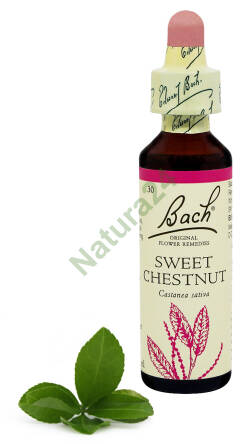 30. SWEET CHESTNUT / Kasztan jadalny 20 ml Nelson Bach Original Flower Remedies