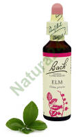 11. ELM / Wiąz angielski 20 ml Nelson Bach Original Flower Remedies