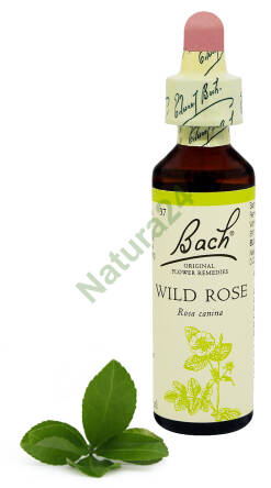 37. WILD ROSE / Dzika róża 20 ml Nelson Bach Original Flower Remedies