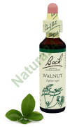 33. WALNUT / Orzech włoski 20 ml Nelson Bach Original Flower Remedies